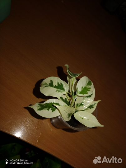 Фикус де гантель