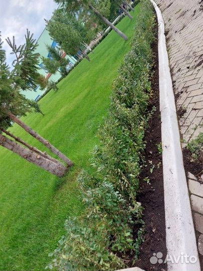 Кустарники для живой изгороди