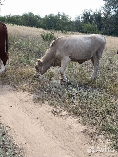 Коровы,телки