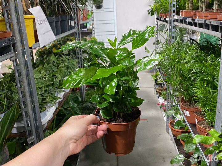 Кофе арабика растение