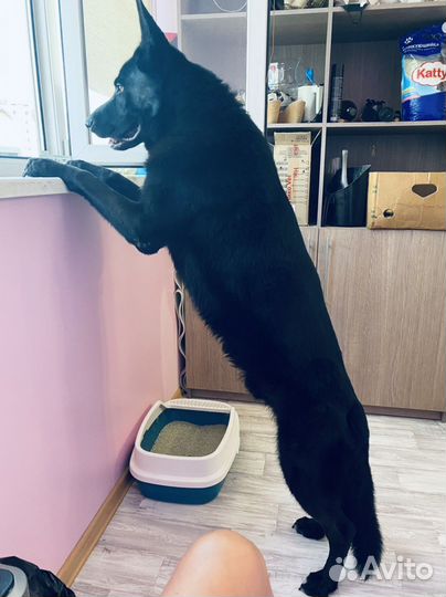 Случка собак