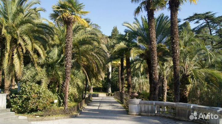 Сочи из Омска отдых