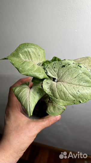 Сортовые сингониумы, обновленно 6 июля