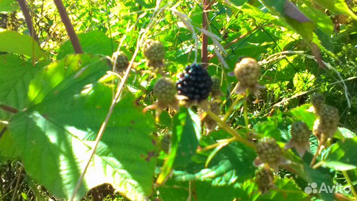 Ежевика саженцы