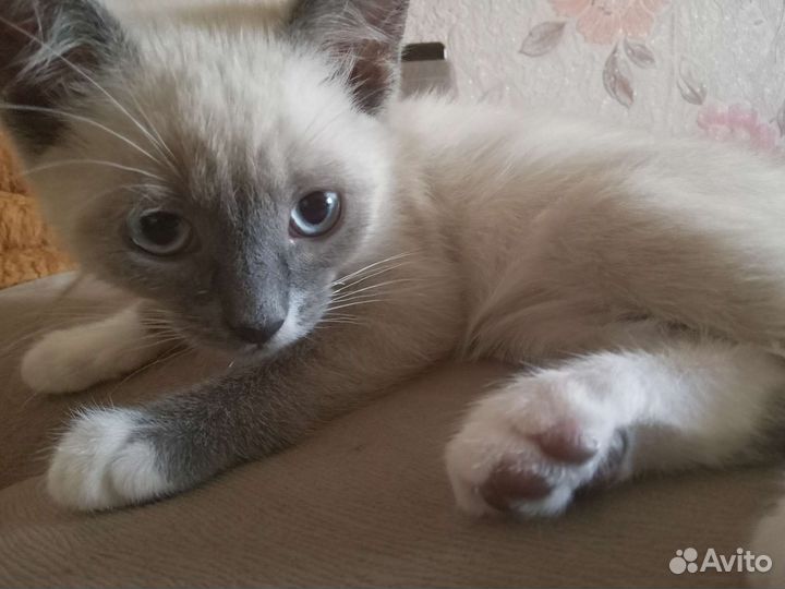 Кот в добрые руки