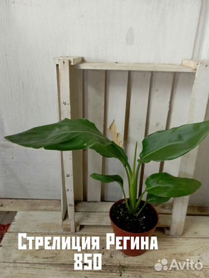 Комнатные цветы растение стрелиция Регина