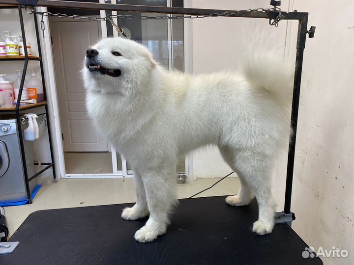 Вязка самоед