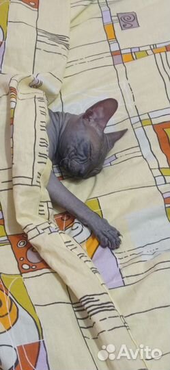 Кот донской сфинкс вязка