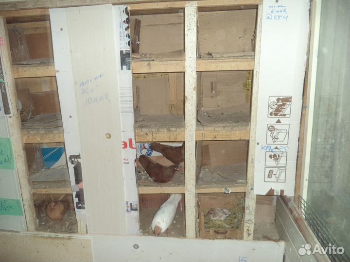 Продажа голубей