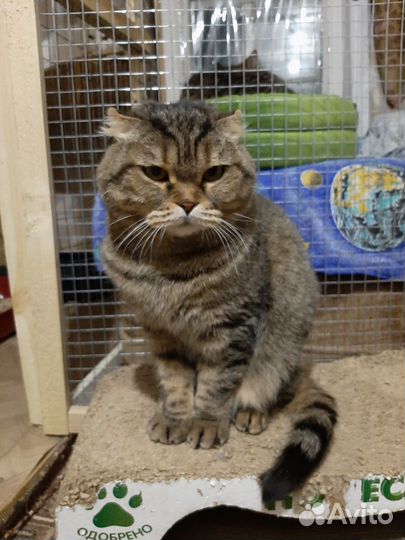 Баффи в добрые руки