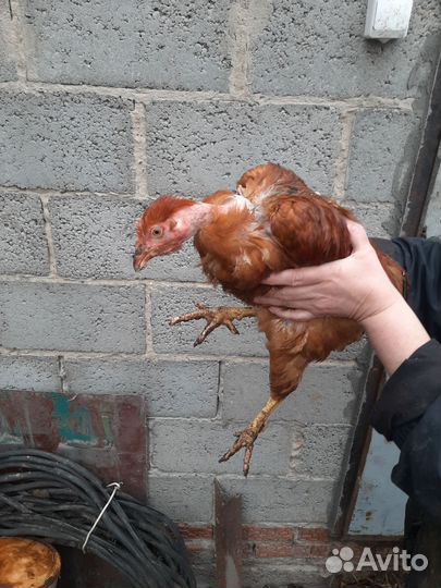 Куры и петухи
