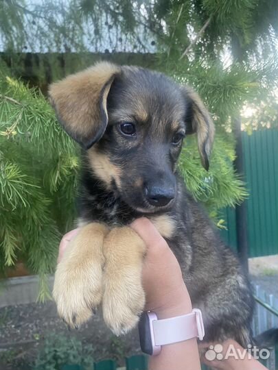 Щенок, 2,5 месяца в дар