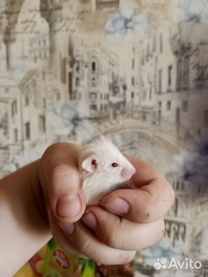 Хомячки кэмбала