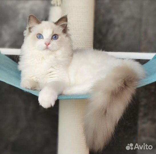 Котята регдолл
