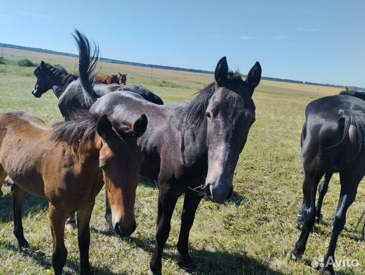Кобыла 3 года
