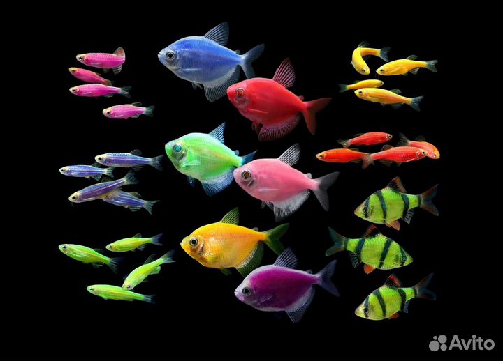 Аквариумные рыбки и растения