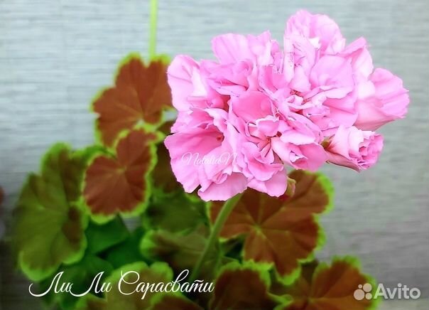 Пеларгонии сортовые
