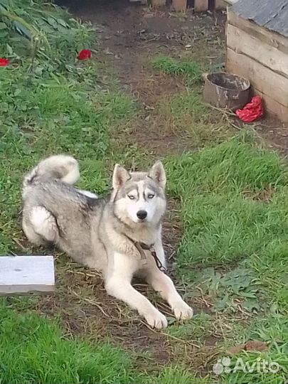 Собака в добрые руки хаски