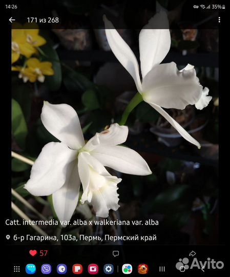 Орхидея каттлея