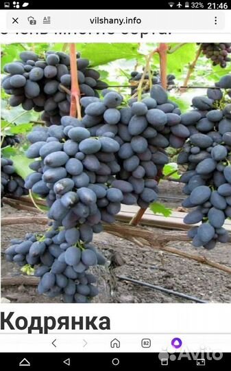 Виноград саженцы