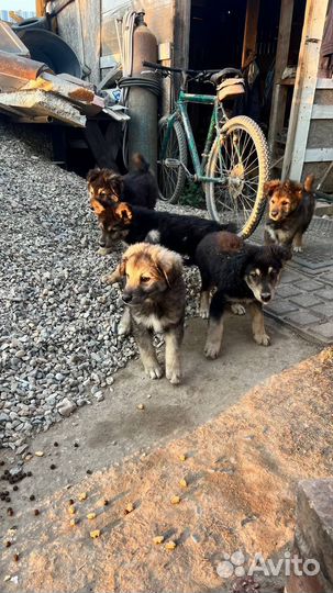 Щенки в добрые руки