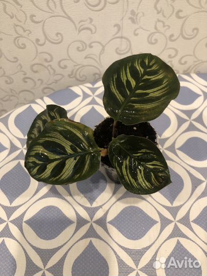 Калатея Нетворк, Макоя,Ктенанты