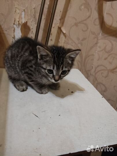Котята