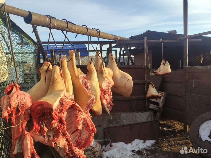 Мясо свинина домашняя