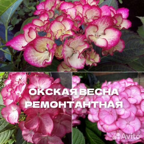 Гортензия ремонтантная крупнолистная зкс купить в Воронеже | Товары для ...