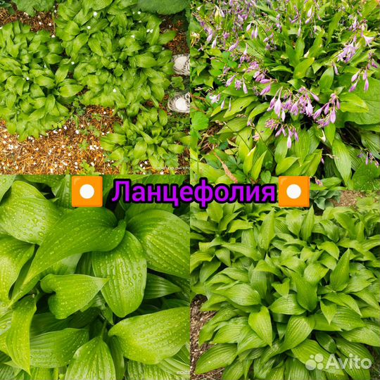 Хоста разные сорта