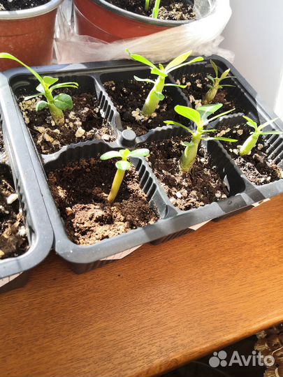 Сеянцы адениума