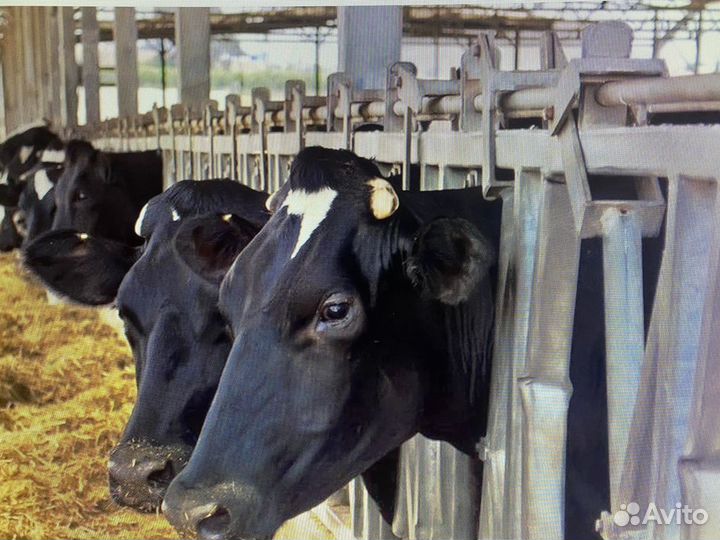 Действующее сельхозпредприятие