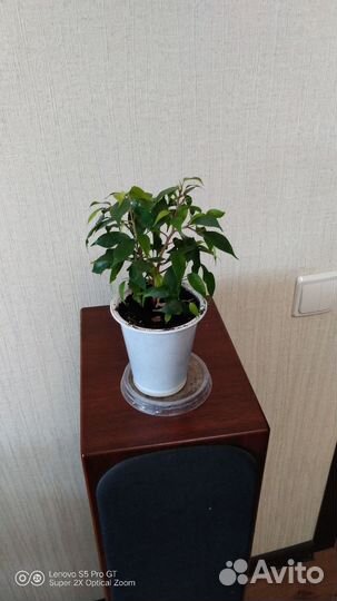 Фикус бенджамина