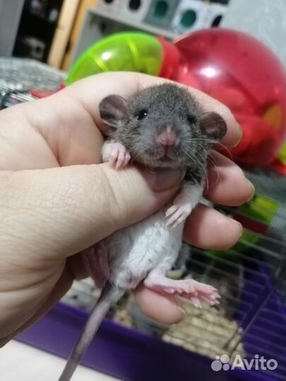 Крыса крысята дамбо рекс