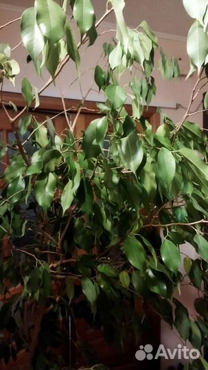 Высокий фикус бенджамина 2м. Крупномер