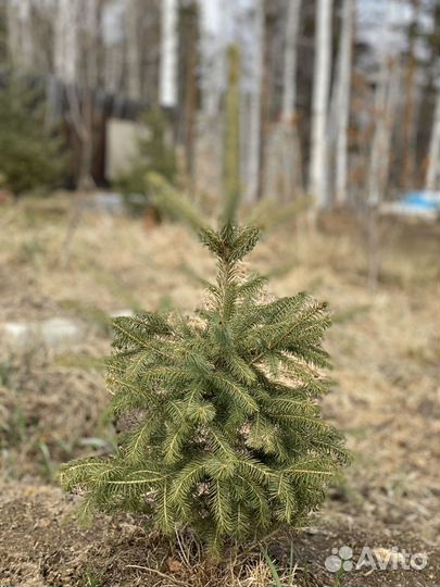 Кедры, Елки премиум Класса, экскл. крупномеры