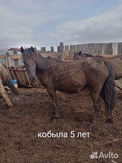 Продам лошадь