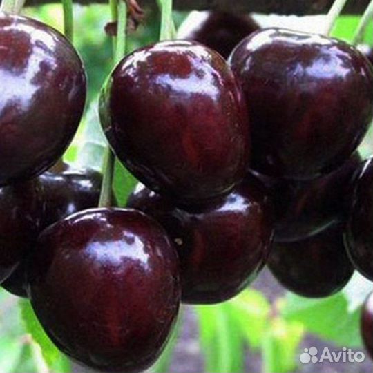 Саженцы черешни