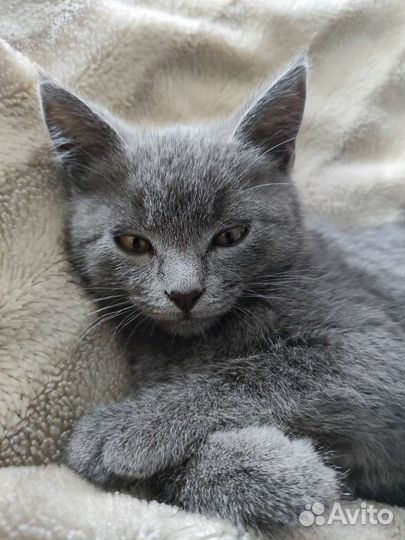 Котëнок в добрые руки