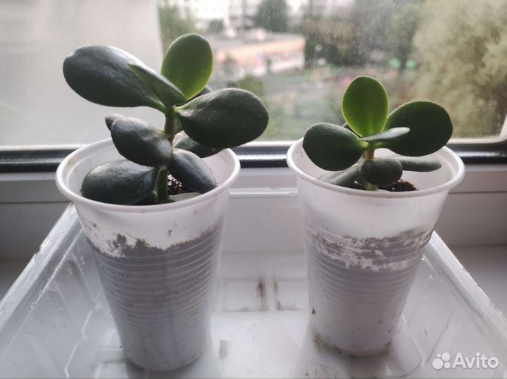 Крассула толстянка денежное дерево