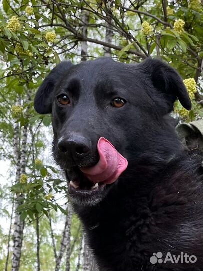 Молодая собака из приюта мечтает о доме