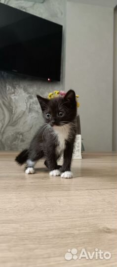 Котенок девочка 1,5 мес