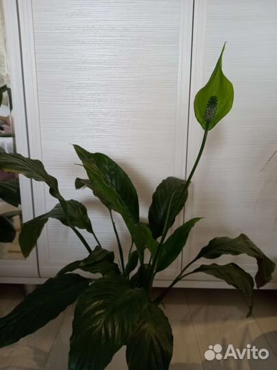 Замиокулькас фикусы Али Каучуконосный Бенжамин