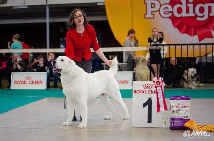 Хендлер. Подготовка собак к выставкам