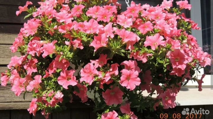 Вегетативная петуния