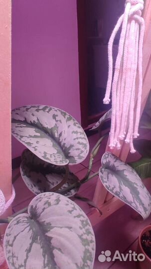 Сциндапсус пиктус треби