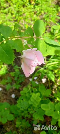 Роза кустовая