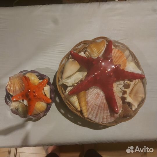 Морские ракушки