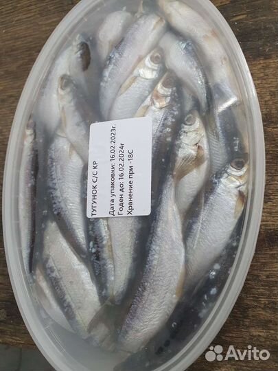 Свежая рыба