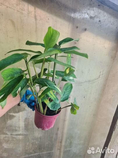 Папоротник,аспидистра, ктенанта,драцена